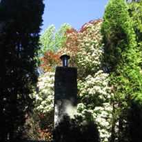 Spring trees.jpg
