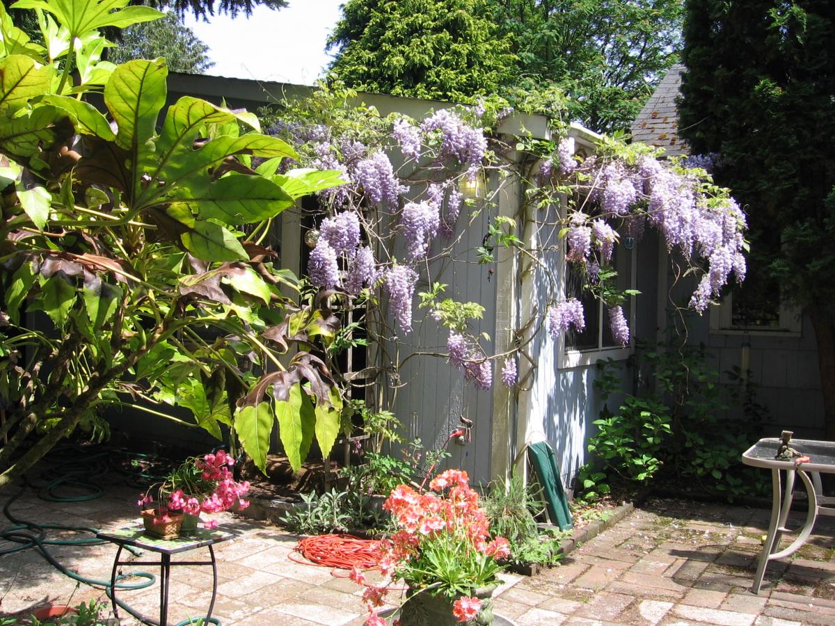 Wisteria.jpg