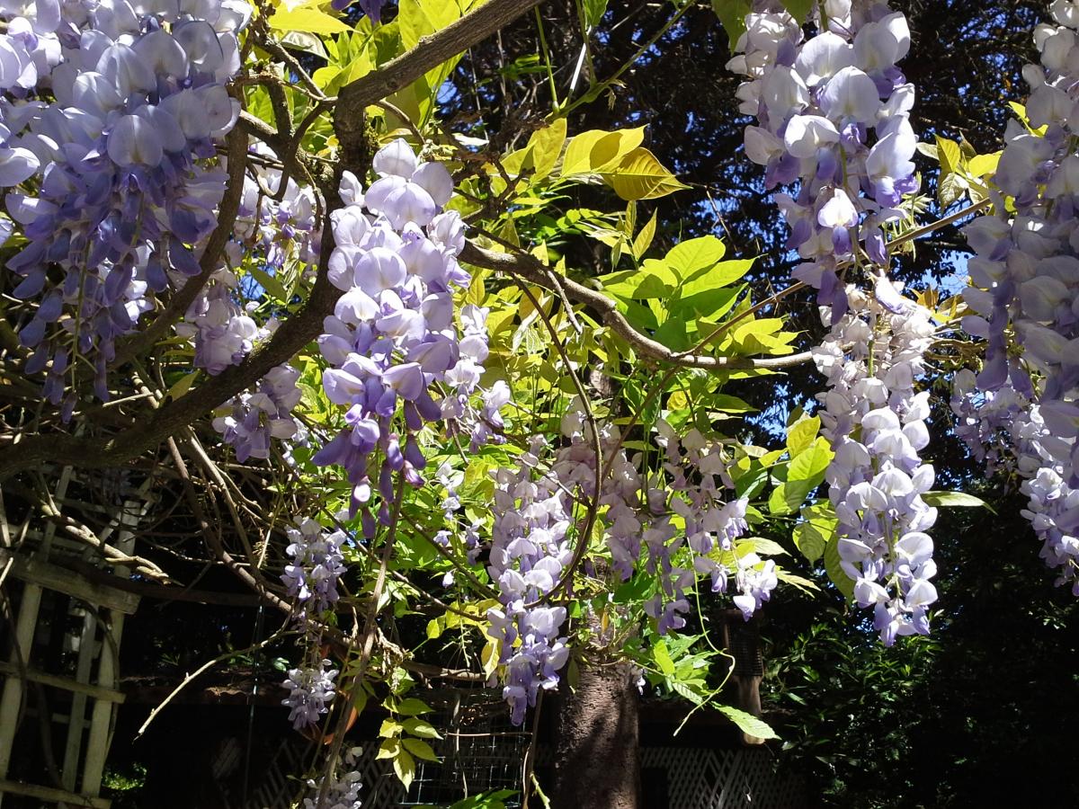 Wisteria_0.jpg