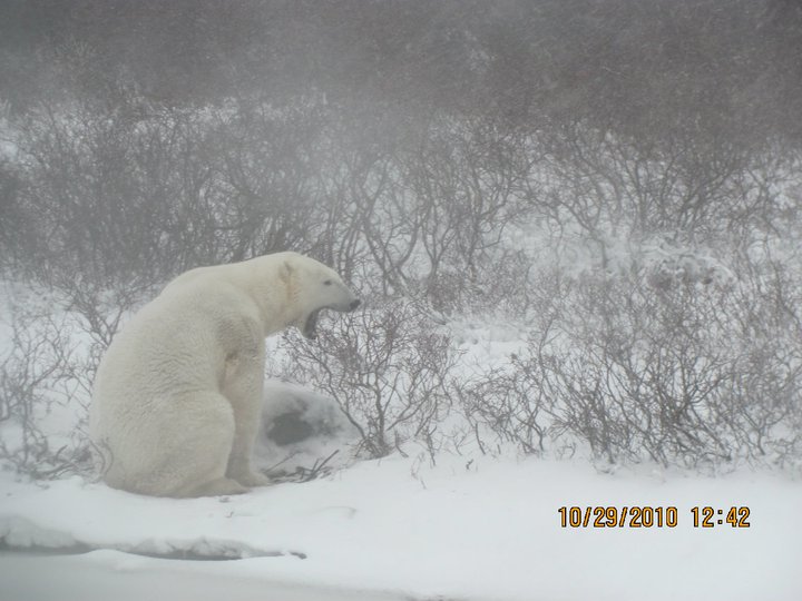 yawningbear.jpg